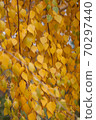Yellowed birch leaves in the autumn park. 70297440