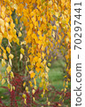 Yellowed birch leaves in the autumn park. 70297441