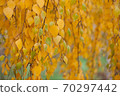 Yellowed birch leaves in the autumn park. 70297442