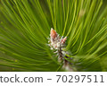 Pine Needles Abstract Background. Needles on a pine branch. 70297511