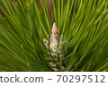 Pine Needles Abstract Background. Needles on a pine branch. 70297512