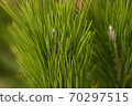 Pine Needles Abstract Background. Needles on a pine branch. 70297515