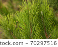 Pine Needles Abstract Background. Needles on a pine branch. 70297516