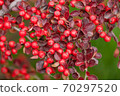 Bright red berries of bearberry cotoneaster in autumn forest 70297520