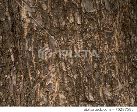 Close up of rough oak wood or timber surface. Tree bark trunk or lumber texture pattern background. Close up of rough oak wood or timber surface. Tree bark trunk or lumber texture pattern background. 70297593