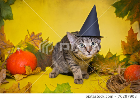 Small gray kitten in a black hat 70297908