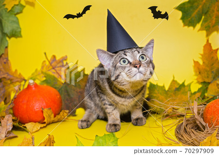 Small gray kitten in a black hat 70297909