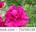Peony powder peony 70298198