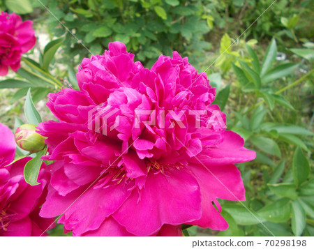 牡丹粉牡丹 牡丹粉牡丹 70298198