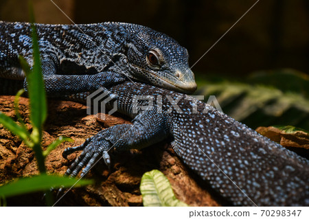 Close up portrait of blue spotted tree monitor Close up portrait of blue spotted tree monitor 70298347