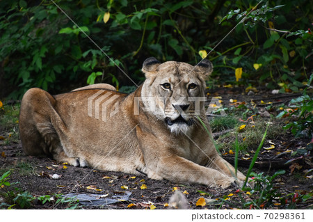 Full length front portrait of African lioness 70298361
