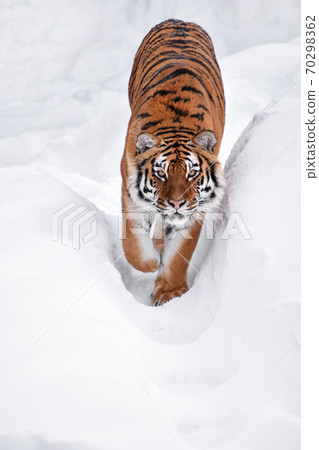 Close up portrait of Siberian tiger in winter snow 70298362