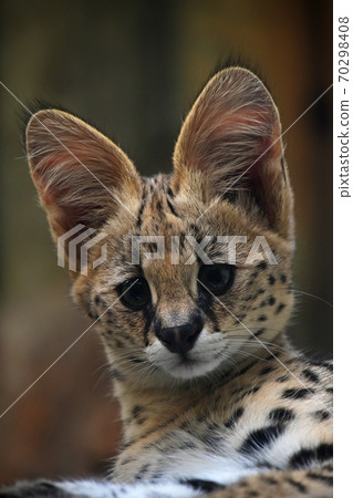 Close up portrait of serval kitten 70298408