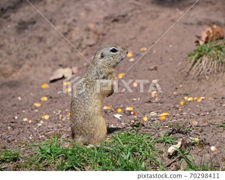 Close up side portrait of gopher on ground 70298411