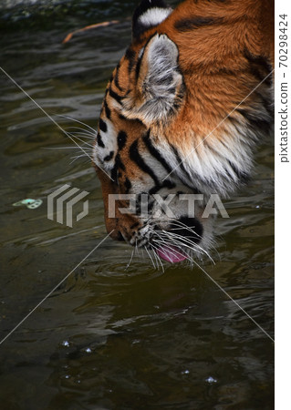 Siberian tiger drinking water close up 70298424