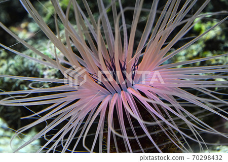 Close up pink sea anemones in water of aquarium 70298432