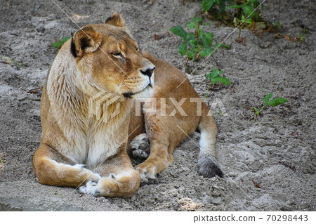 Full length portrait of lioness resting on ground 70298443