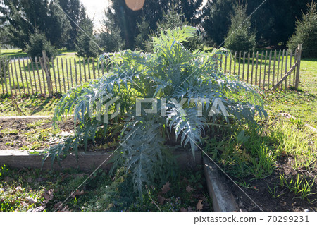 cardoon growing in garden (cynara cardunculus) cardoon growing in garden (cynara cardunculus) 70299231