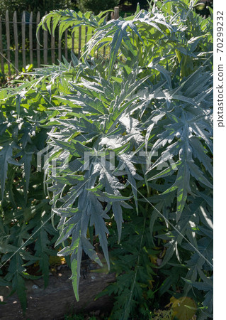 cardoon growing in garden (cynara cardunculus) cardoon growing in garden (cynara cardunculus) 70299232