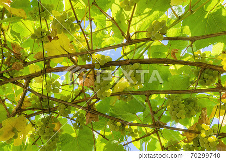 brushes of grapes on vines in the garden close-up brushes of grapes on vines in the garden close-up 70299740