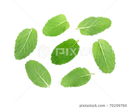 Mint green leaves isolated on white background. 70299760