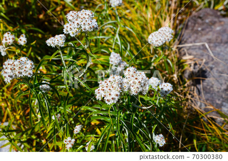Yamaha Hako在立山開花 70300380