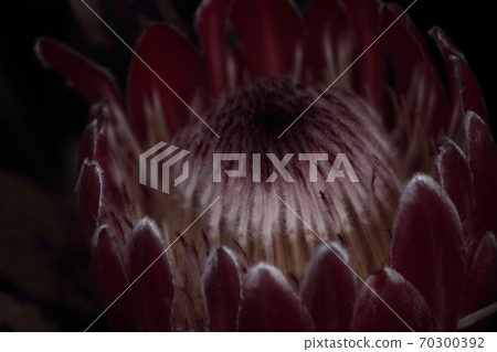 Protea Flower Australia 70300392