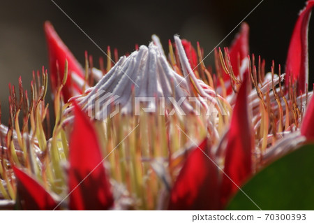 Protea Flower Australia 70300393