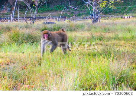 濕地和猴子 70300608