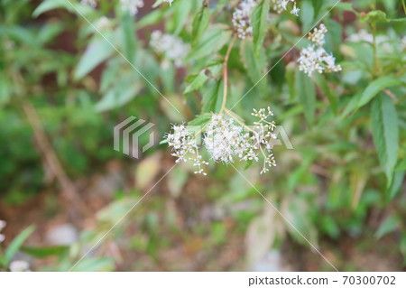 Fuji Bakama Flower 70300702