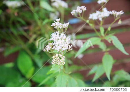 Fuji Bakama Flower 70300703