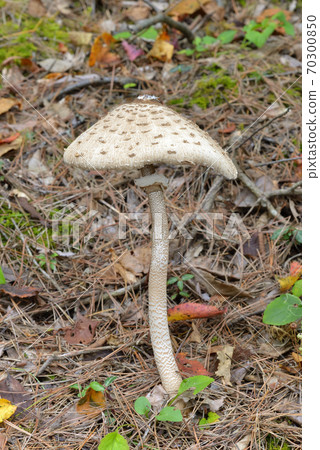 Macrolepiota的Procera Macrolepiota的Procera 70300850