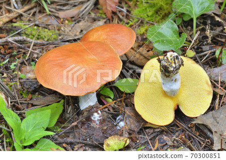 粘蓋牛肝菌 粘蓋牛肝菌 70300851