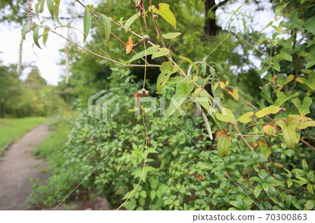 Mukago fruits Mukago fruits 70300863