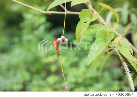 Mukago fruits Mukago fruits 70300864