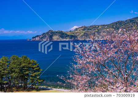 (靜岡縣)櫻花,西伊豆小金崎公園 (靜岡縣)櫻花,西伊豆小金崎公園 70300919