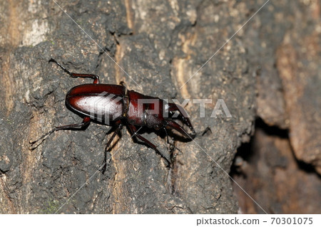 Saw toothbrush 70301075