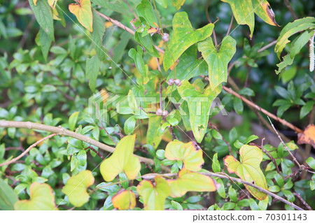 Mukago fruits Mukago fruits 70301143