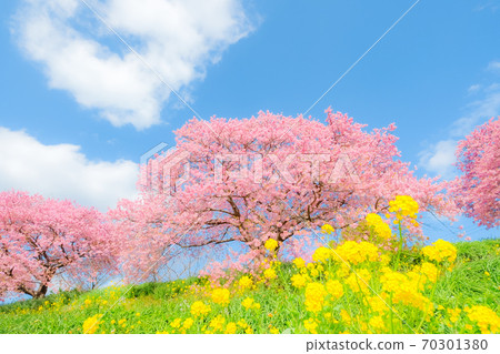 Kawazu Sakura in Shimogamo, Minamiizu-cho (soft focus) 70301380