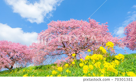 Kawazu cherry blossoms in Shimogamo, Minamiizu-cho 70301381