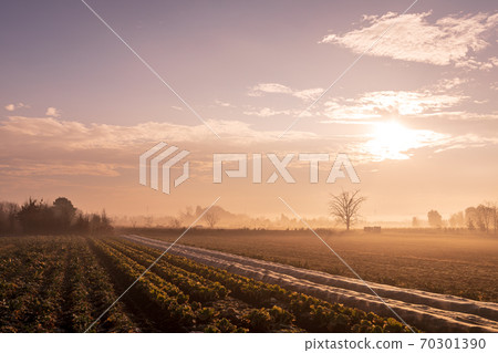 "Saitama Prefecture" Minuma rice field dyed orange in the morning mist 70301390