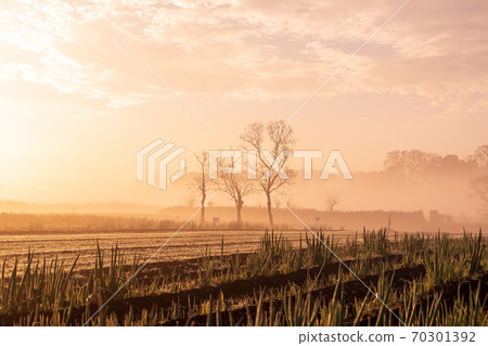 Sa玉縣Minuma稻田在晨霧中染成橙色 70301392