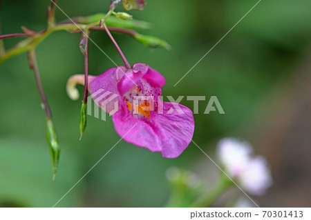 One flower of Impatiens textori, Tadami Town, Fukushima Prefecture One flower of Impatiens textori, Tadami Town, Fukushima Prefecture 70301413