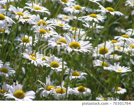 牛眼雛菊 70301764