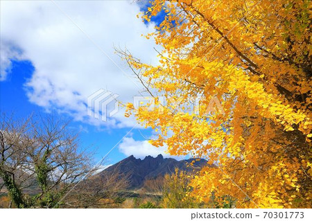 Nekodake and Ginkgo 70301773