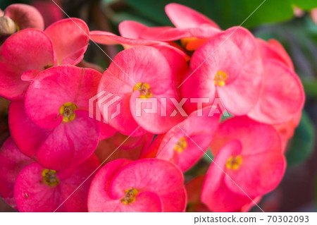 Crown of thorns colorful flower plant 70302093