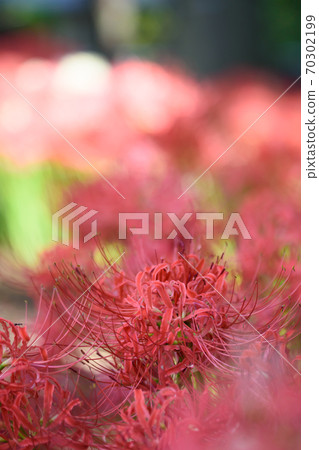 Cluster amaryllis Cluster amaryllis 70302199
