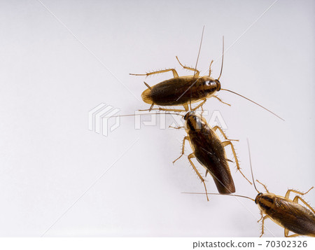 German cockroach _4 70302326