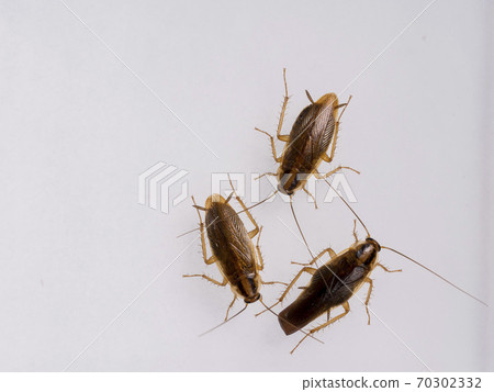 German cockroach_2 70302332