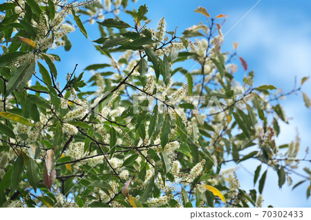 Full-bloomed flowers of the evergreen tree "Lepidodendron" of the Rosaceae family, taken in October 70302433